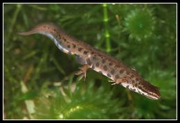 صورة Lissotriton vulgaris (Linnaeus 1758)