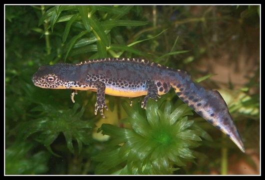 Image of Alpine Newt