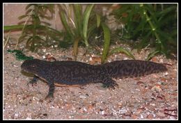 Image of Alpine Newt