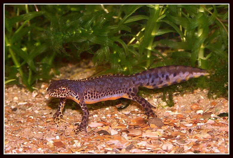 Image of Alpine Newt