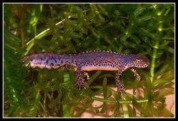 Image of Alpine Newt