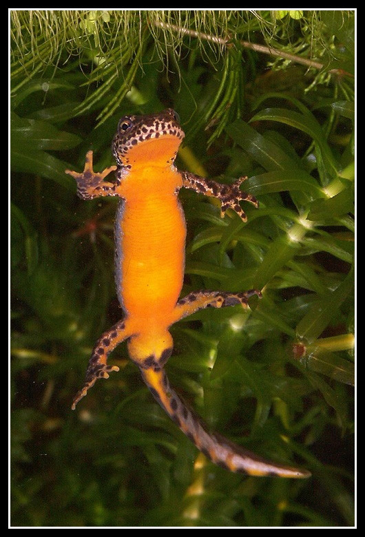 Image of Alpine Newt