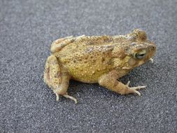 Image of Flat-backed Toad
