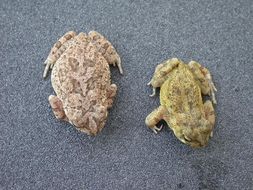 Image of Flat-backed Toad