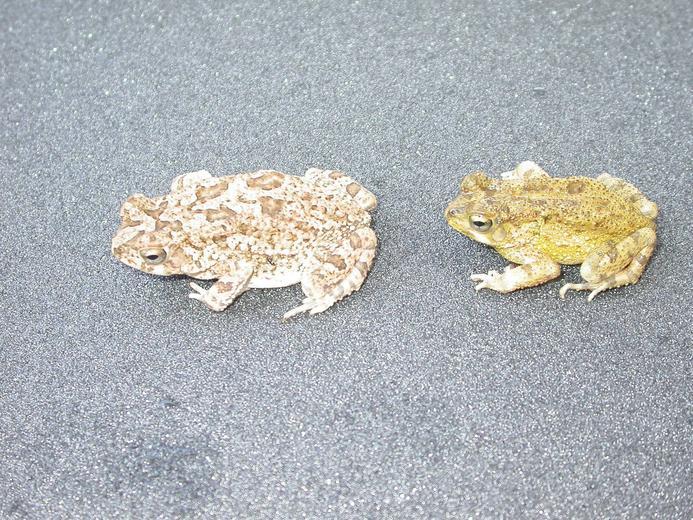 Image of Flat-backed Toad