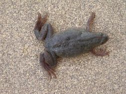 Image of Merlin's clawed frog