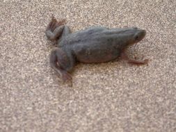 Image of Merlin's clawed frog