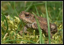 Image of Common Toad