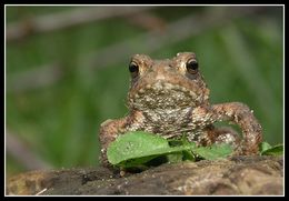 Image of Common Toad