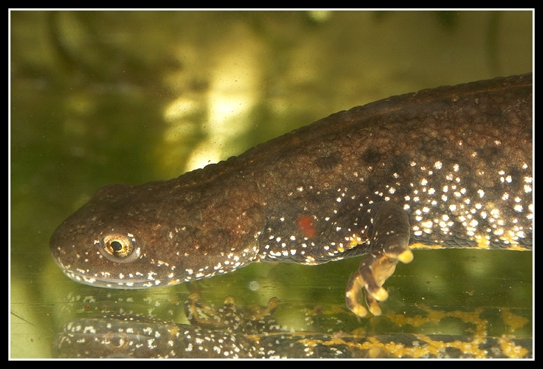 Image of Great Crested Newt