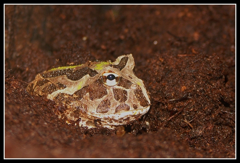 Image of Chacoan Horned Frog
