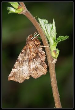 <i>Selenia dentaria</i>的圖片