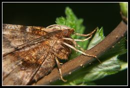 Слика од <i>Selenia dentaria</i>