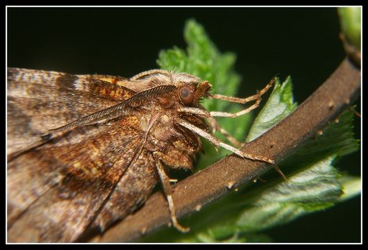 Image of <i>Selenia dentaria</i>