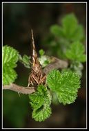 Imagem de <i>Selenia dentaria</i>