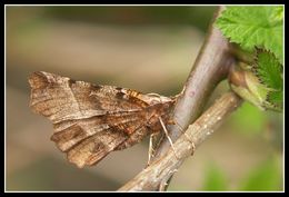 Слика од <i>Selenia dentaria</i>