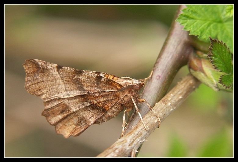 Imagem de <i>Selenia dentaria</i>