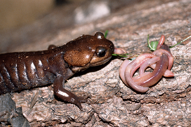 Image of Northwestern Salamander