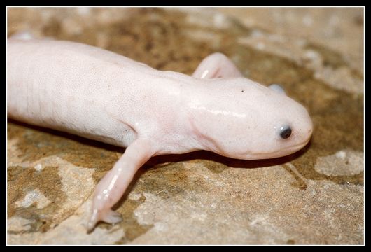 Image of Axolotl