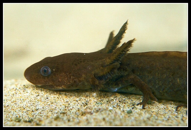 Image of Northwestern Salamander