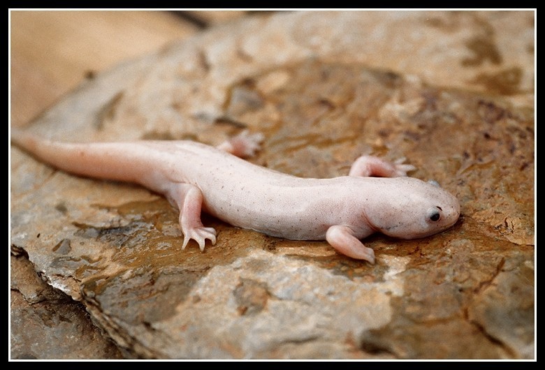 Image of Axolotl