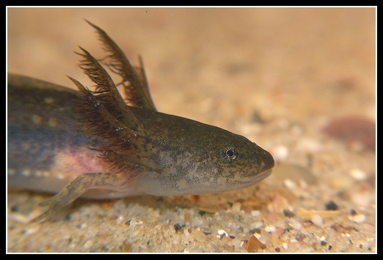 Image of Marbled Salamander