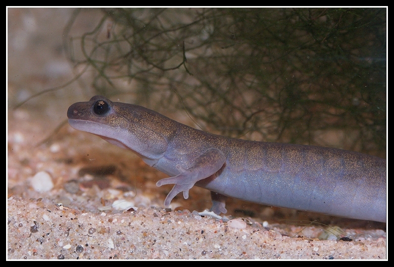 Image of Ezo Salamander