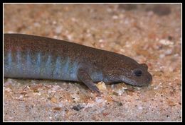 Image of Ezo Salamander