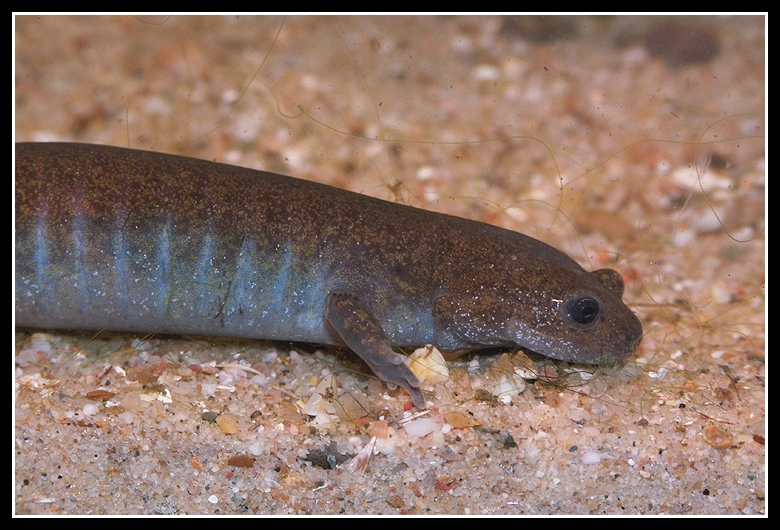 Image of Ezo Salamander