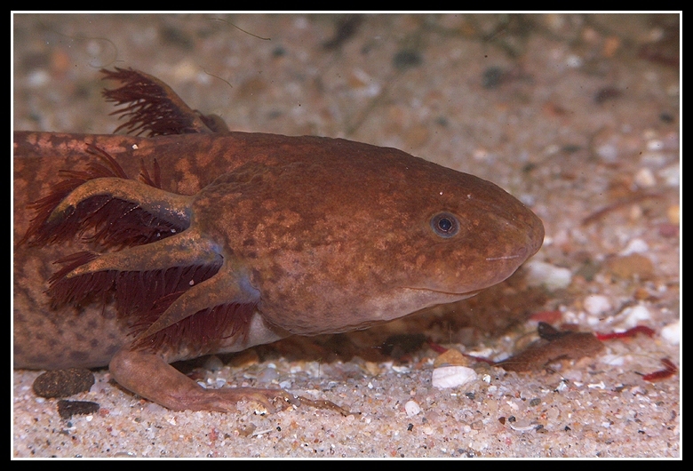 Image of Axolotl