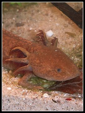 Image de Axolotl