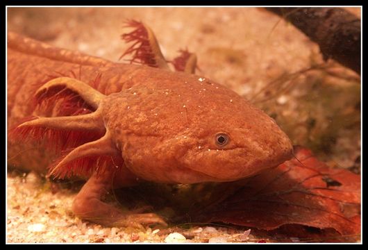 Image of Axolotl