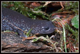 Image of Hynobius yiwuensis Cai 1985