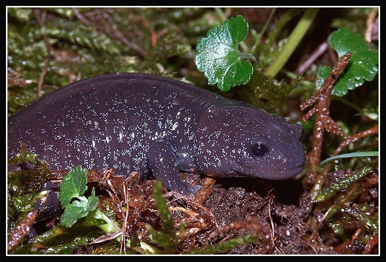 Image of Hynobius yiwuensis Cai 1985