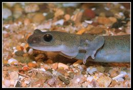 Image of Ezo Salamander