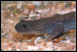 Image of Ezo Salamander