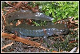 Image of Ezo Salamander