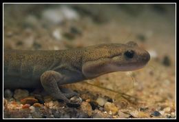 Image of Ezo Salamander