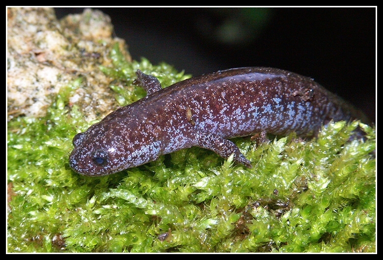 Image of Tokyo Salamander