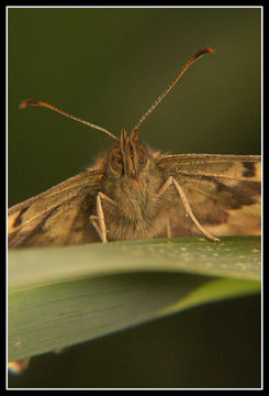 Image of speckled wood