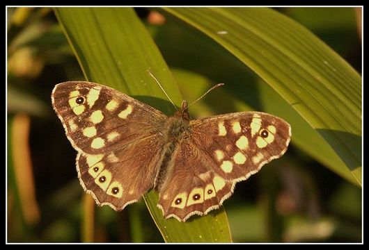 Image of speckled wood