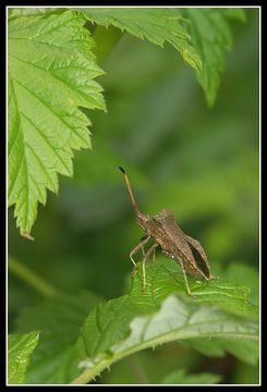 Image of Dock Bug