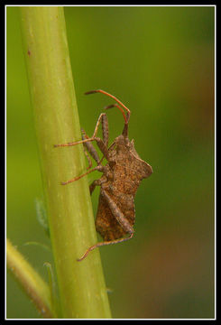 Image of Dock Bug