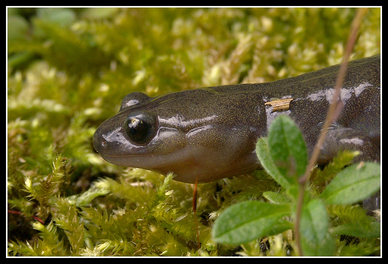 Image of Ezo Salamander