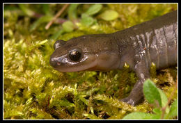 Image of Ezo Salamander