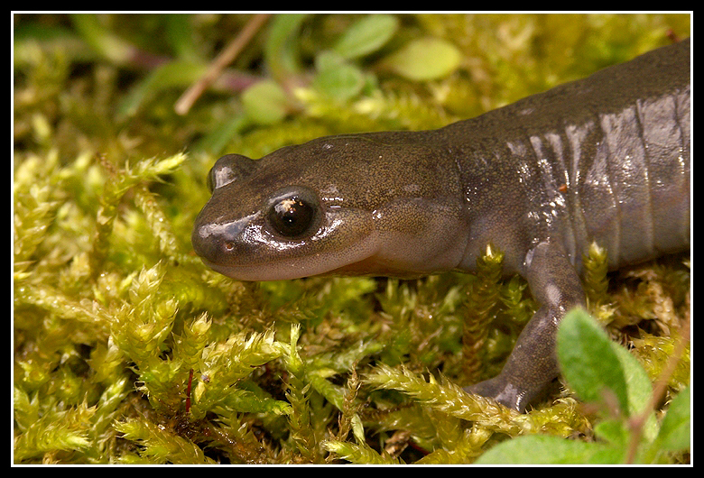 Image of Ezo Salamander