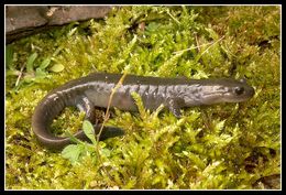 Image of Ezo Salamander