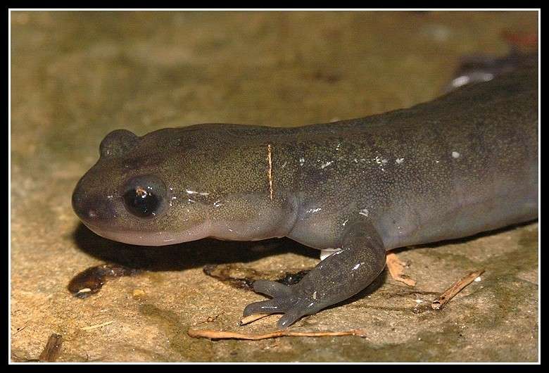 Image of Ezo Salamander