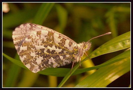 Image of orange tip