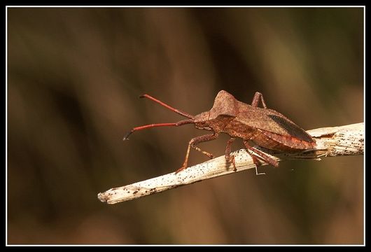 Image of Dock Bug